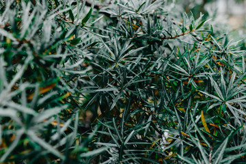Fototapeta premium leaves of a malachite tree.
