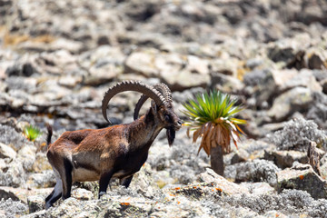 rare endemic Walia ibex, Capra walia, Only about 500 individuals survived in Simien Mountains in Northern Ethiopia, Africa - obrazy, fototapety, plakaty