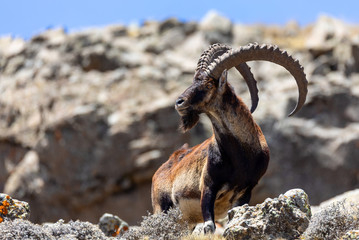 rare endemic Walia ibex, Capra walia, Only about 500 individuals survived in Simien Mountains in Northern Ethiopia, Africa - obrazy, fototapety, plakaty