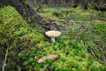 Mushroom in the Autumn forest