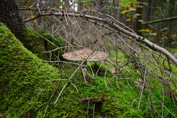 Branches and mushroom in the autumn forest