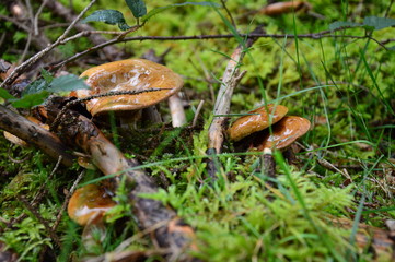 Mushrooms in the autumn forest