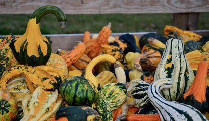 Pumpkins and gourds heap