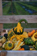 Heap of autumn pumpkins