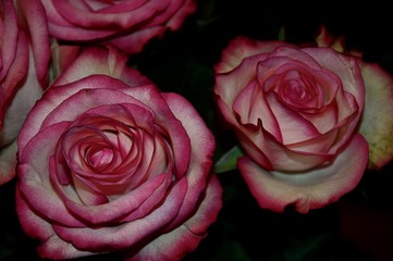 Red roses on a black background