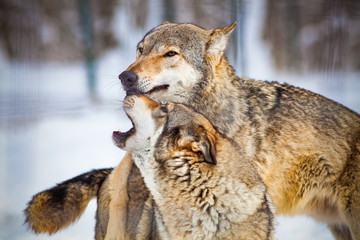 wolves playing in snow