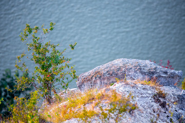 Wild plum tree, blackthorn, wild steppe flowers and herbs growing on a high cliff above the river...