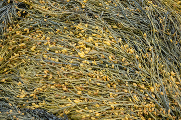 wet seaweed kelp laminaria surface close up macro shot texture background