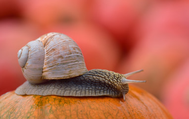 A big snail with a snail shell crawls slowly in autumn over an orange pumpkin in front of other pumpkins in the background