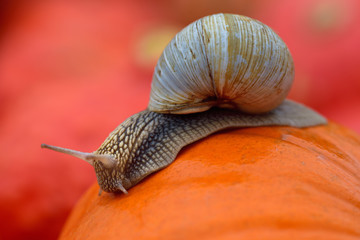 A big snail with a snail shell crawls slowly in autumn over an orange pumpkin in front of other pumpkins in the background