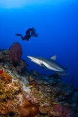 Caribbean Reef Sharks swim peacefully beneath a SCUBA diver in the crystal clear waters of the Turks and Caicos islands.	