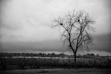 black and white photo of a tree among bushes of flowering peach