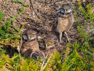 Burrowing Owlets