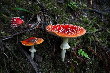 Group of beautiful red toadstool mushrooms Amanita muscaria in a moss in fairytale autumn forest. Beautiful scene and colors, ground view. Very poisonous.