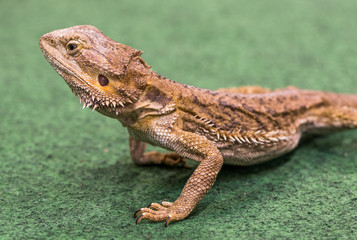 Pogona Vitticeps Walks on Green Carpet Close Up of Bearded Dragon.