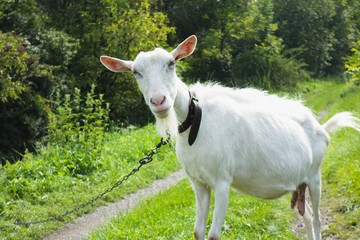 Funny white goat on chain grazing on a pasture on road.