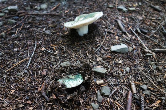 Group of Russula virescens, green edible mushroom growing in forest.