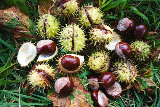 Brown horse chestnuts - aesculus hippocastanum, conker tree ripened fruits inside skin on the ground.