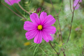 Summer flowers pink cosmos flowers - in Latin Cosmos Bipinnatus