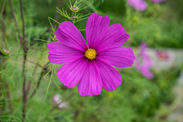 Obraz premium Summer flowers pink cosmos flowers - in Latin Cosmos Bipinnatus