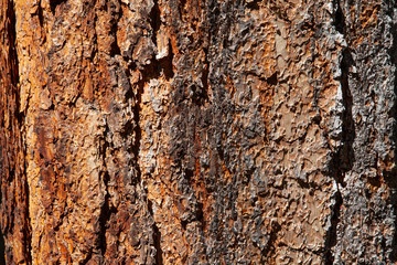 Redwood bark from a pine tree in Yosemite