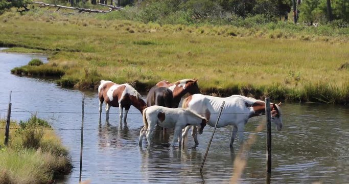 Chincoteague ponies at Assateague Island National Seashore.