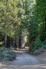 Curving Foot path trail in Yosemite National Park