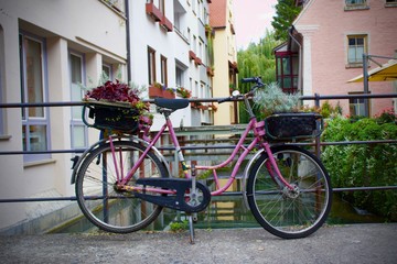 Fototapeta na wymiar Rosa Blumen Fahrrad 