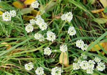 White flowers of Hoary alyssum (Berteroa incana) in a meadow in autumn