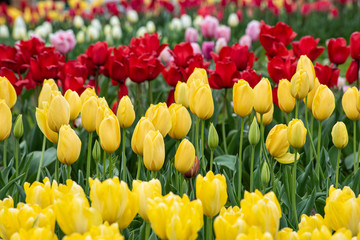 Obraz premium field of multicolors tulips