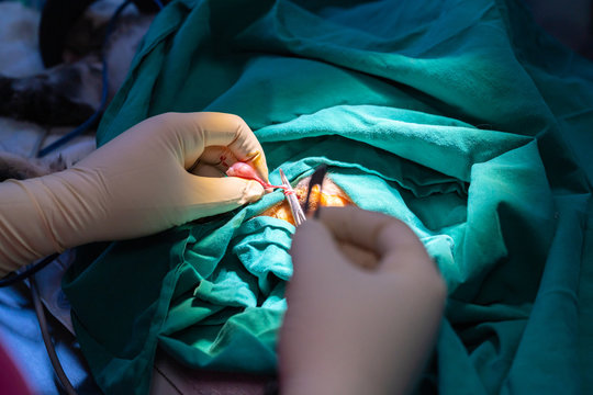 Feline Orchiectomy Technique in a tabby kitten