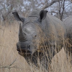 Obraz premium Majestic white rhinocerous with large horn in light grassland facing the camera in Kruger National Park in South Africa