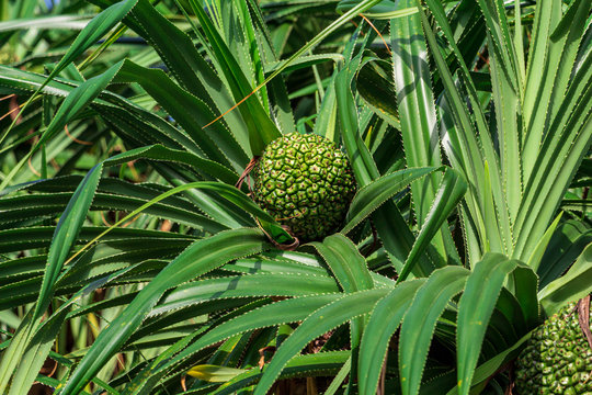 Tahitian screwpine (Pandanus tectorius) green fruit closeup - Davie, Florida, USA