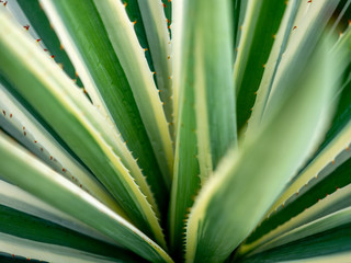 Obraz na płótnie Canvas Closeup of a green succulent
