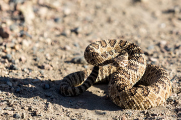 Angry coiled rattlesnake in nevada by pyramid lake