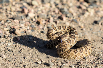 Angry coiled rattlesnake in nevada by pyramid lake