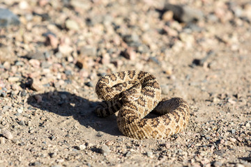 Angry coiled rattlesnake in nevada by pyramid lake