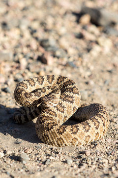 Angry coiled rattlesnake in nevada by pyramid lake