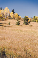 Obraz premium A meadow in the mountains during Autumn. 