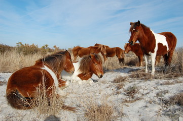 Wild horses of Assateague Island, Worcester County, Maryland.