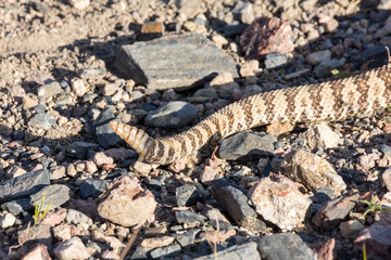 Close up view of rattlesnake on road in Nevada by pyramid lake