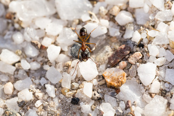 Ant carrying white quartz rocks on a pebble background in Nevada desert
