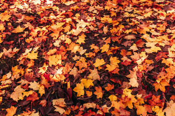 background of autumn leaves. Autumn background