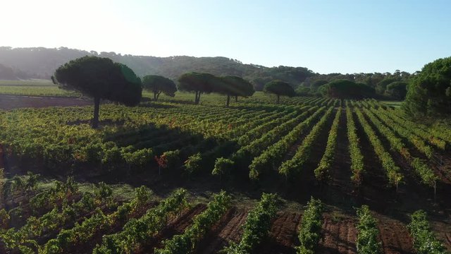 vineyard with pine trees France Porquerolles aerial view sunny morning 