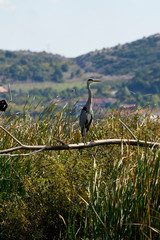 The great blue heron portrait