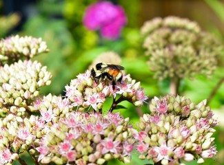 Worker honey bee collecting pollen from summer flowers