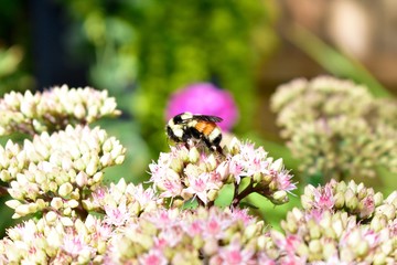 Fototapeta premium Worker honey bee collecting pollen from summer flowers
