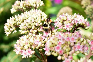 Worker honey bee collecting pollen from summer flowers