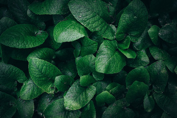 Green leaves texture. dark green foliage nature background