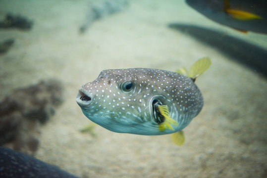 とらふぐ の画像 5 528 件の Stock 写真 ベクターおよびビデオ Adobe Stock